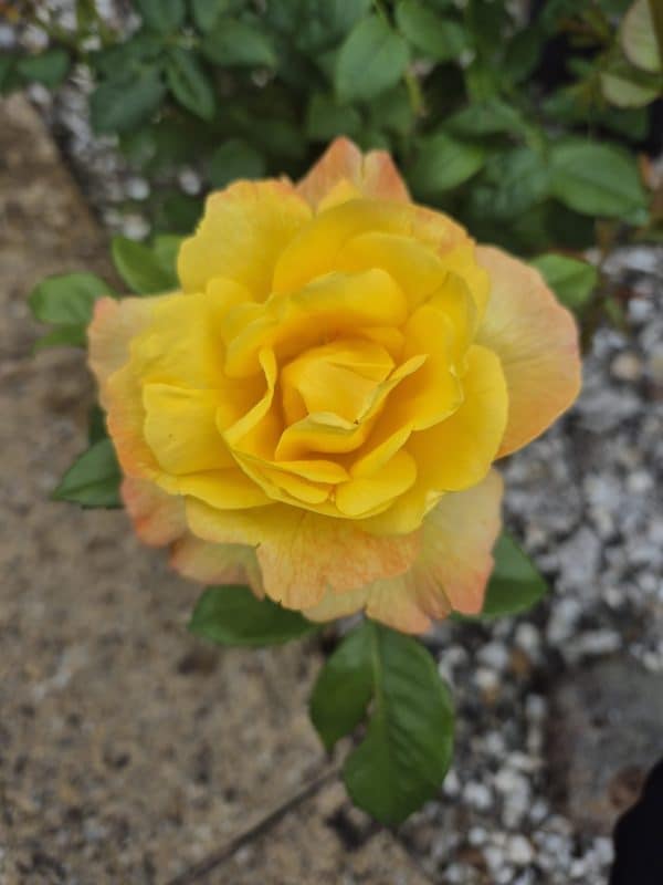 Friends Rose