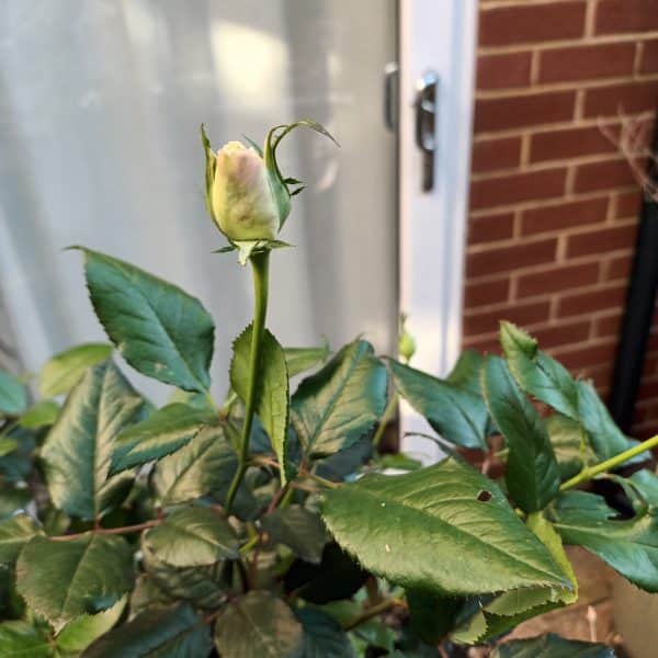 Glacier Magic Rose - 25th Wedding Anniversary Gift