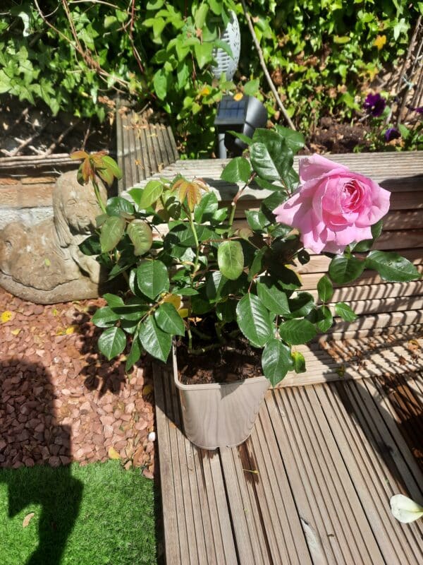 Millie Rose
