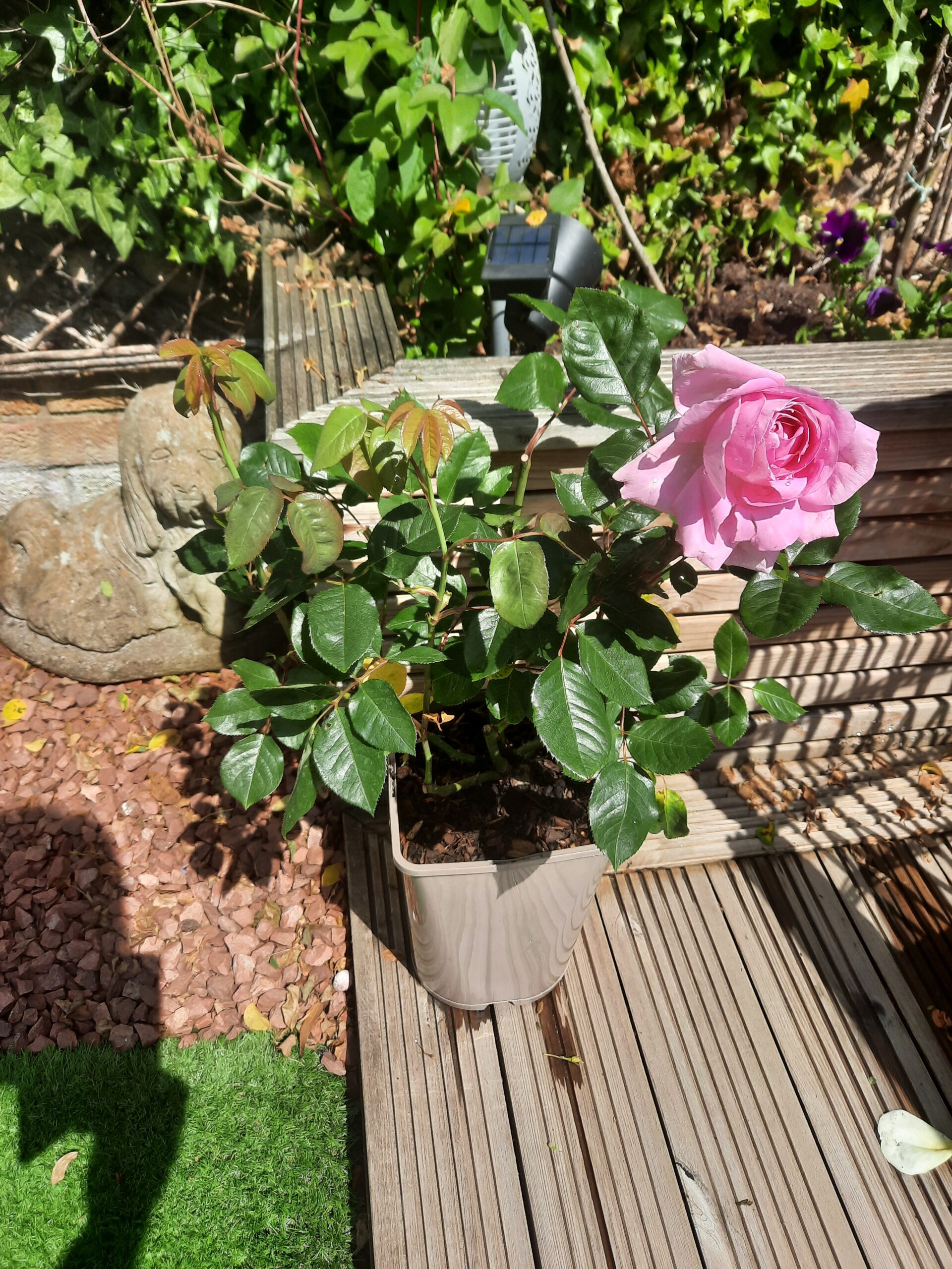 Millie Rose