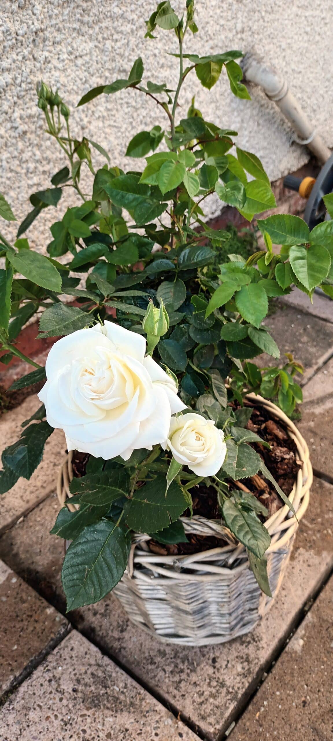 Precious Diamond Rose