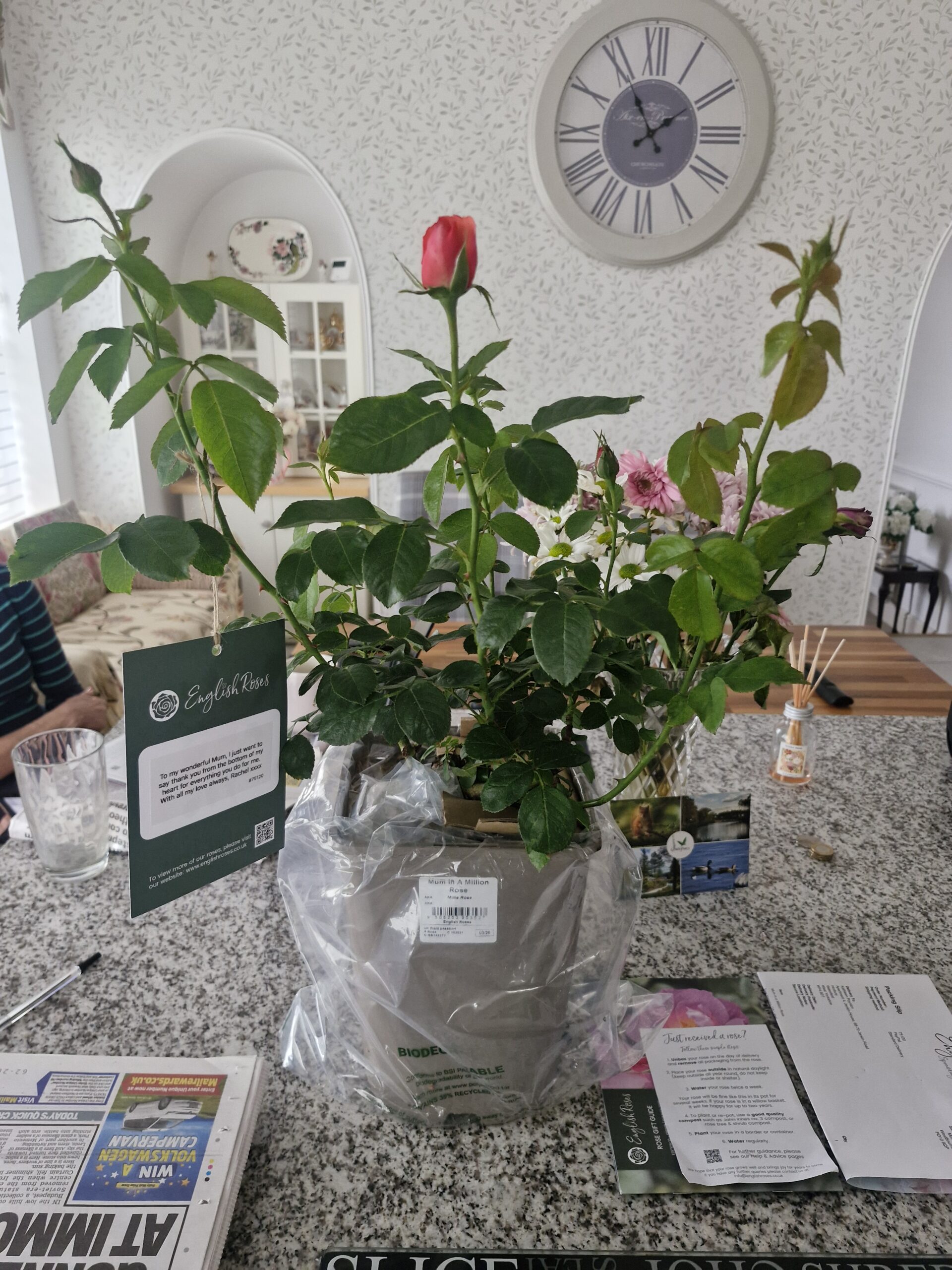 Mum in a Million Rose