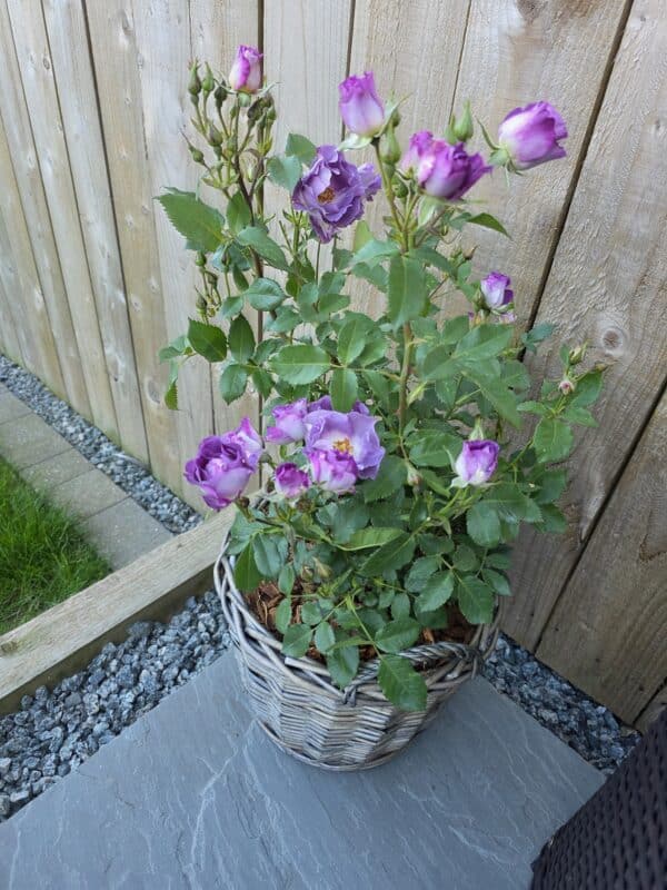 Blue For You Rose - Roses In Remembrance