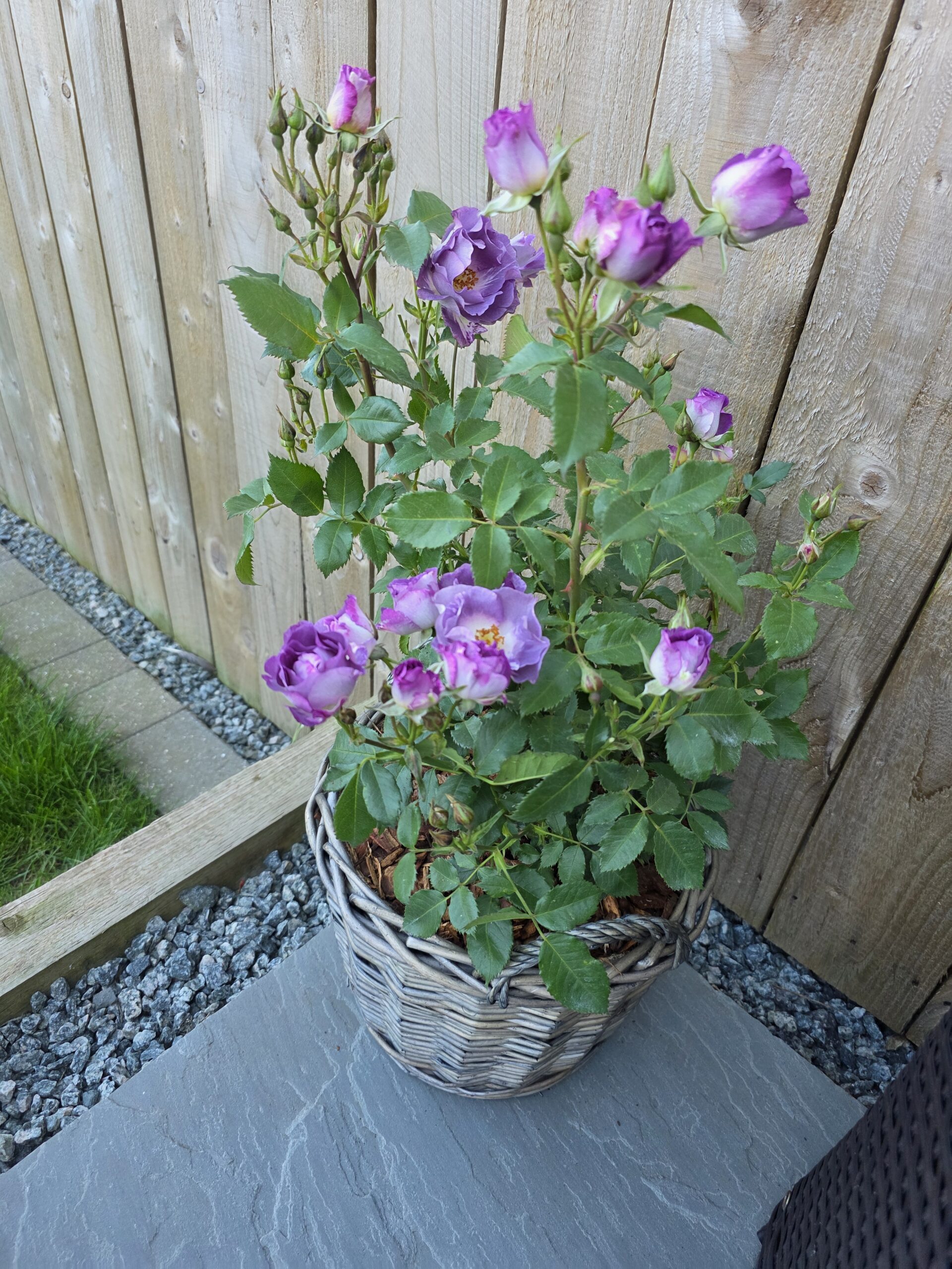 Blue For You Rose - Roses In Remembrance