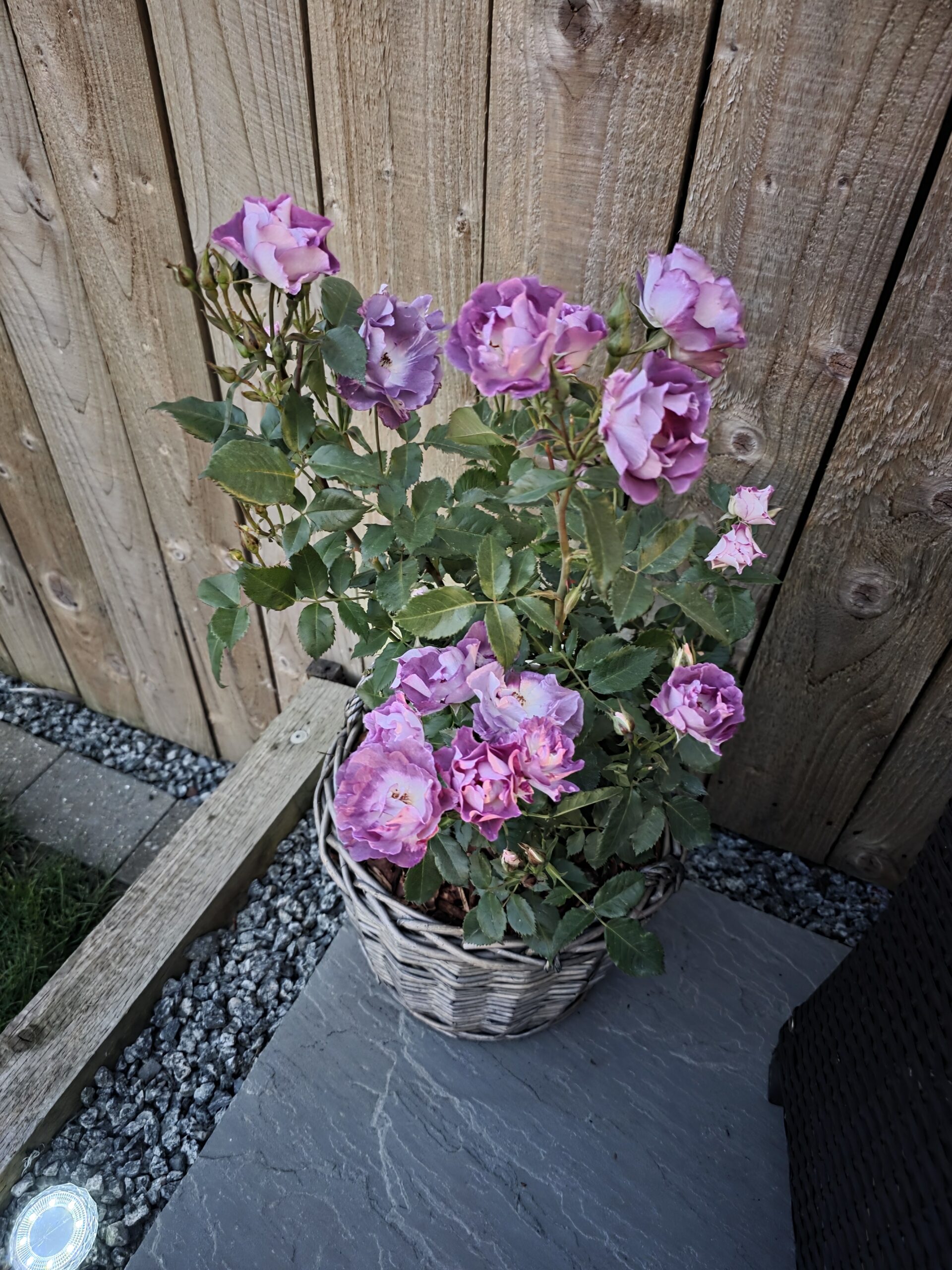 Blue For You Rose - Roses In Remembrance