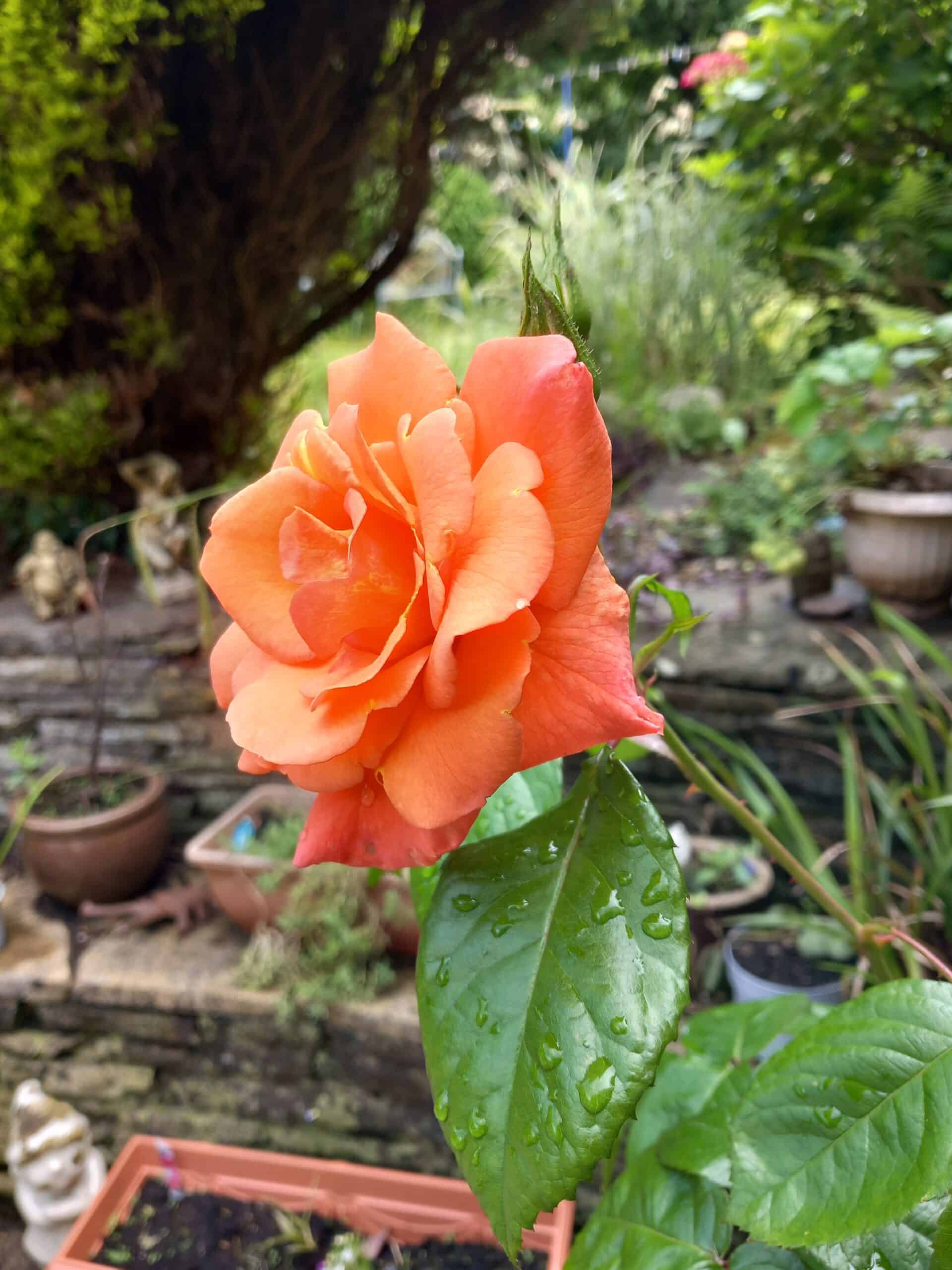 Scent From Heaven Rose - Memorial Remembrance Gifts