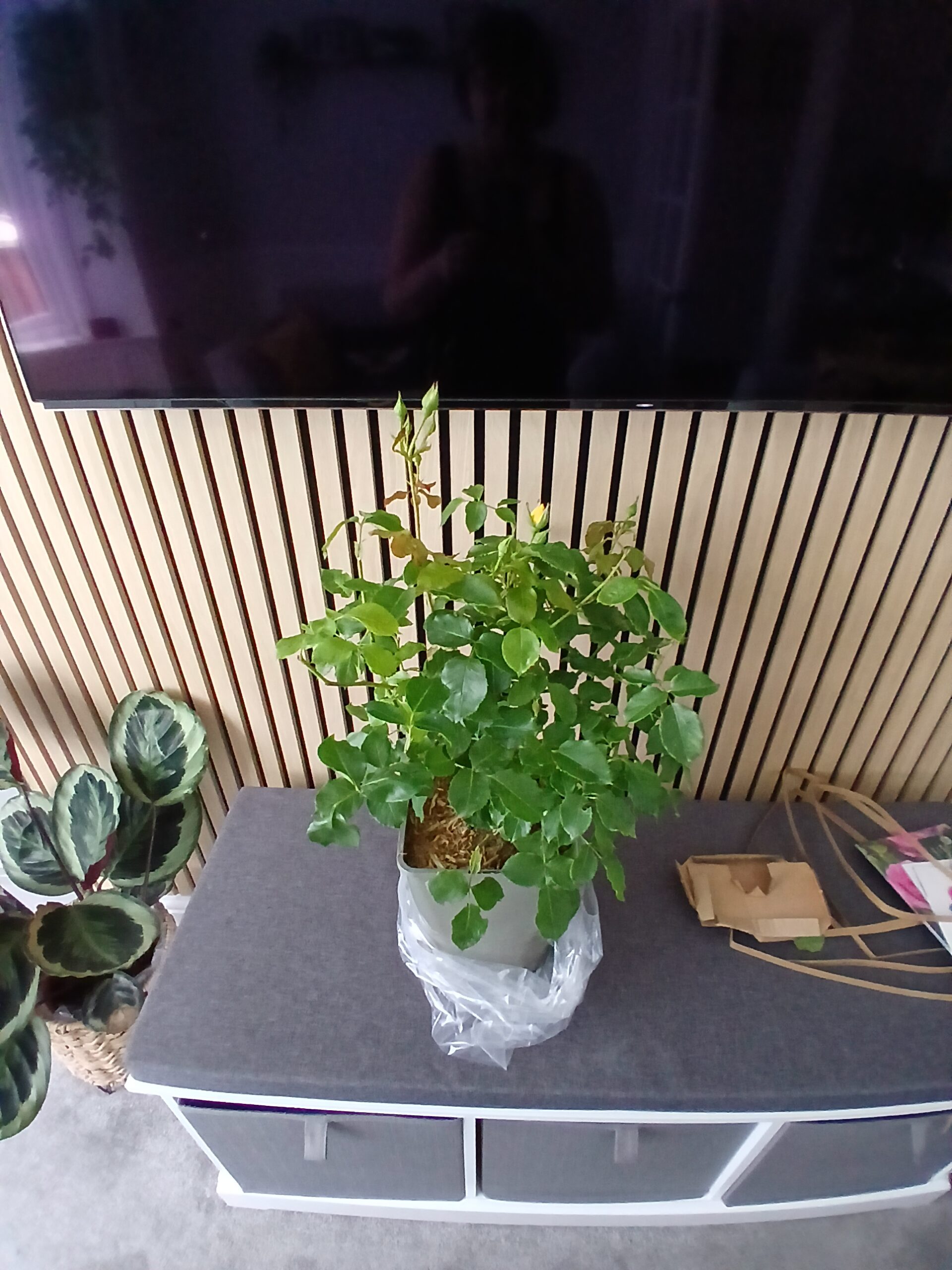 A Memorial Rose For A Special Dad - English Rose Gift