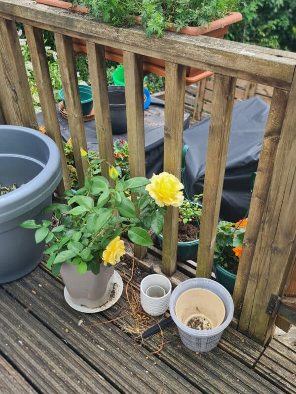 My Lovely Mum Rose