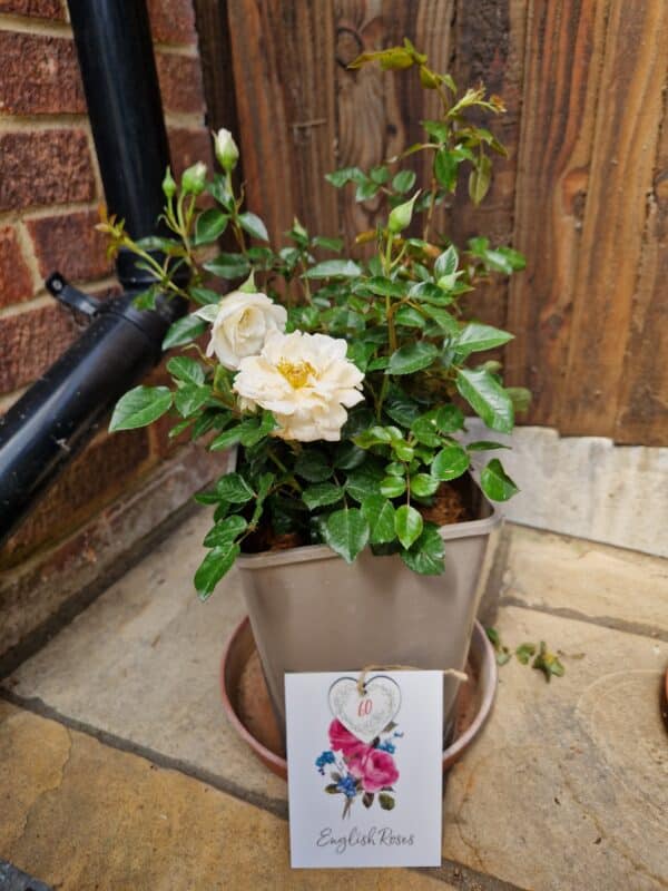 Diamond Wedding Rose Gift