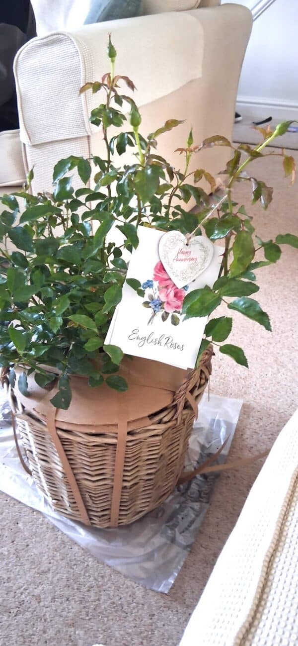 Happy Golden Wedding Rose - 50th Wedding Anniversary Gifts