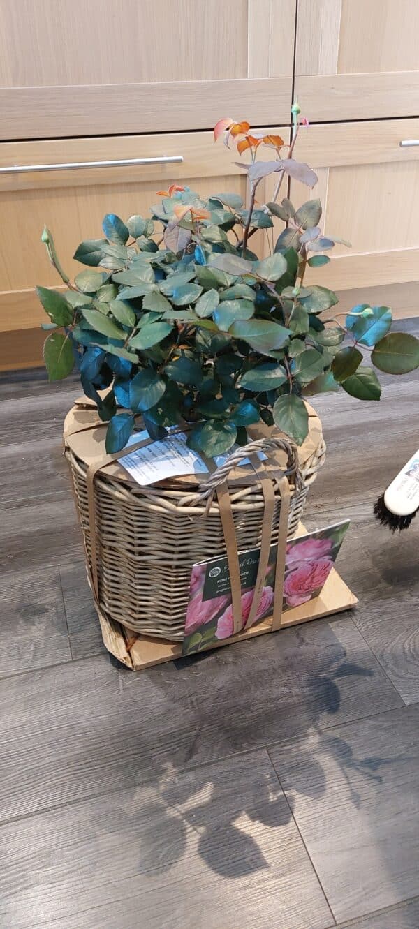 Fab @ 70 Rose - 70th Birthday Ideas