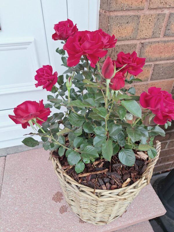 Ruby Wedding Day Rose