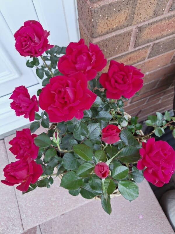 Ruby Wedding Day Rose
