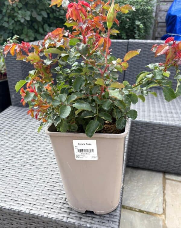 Anne's Rose