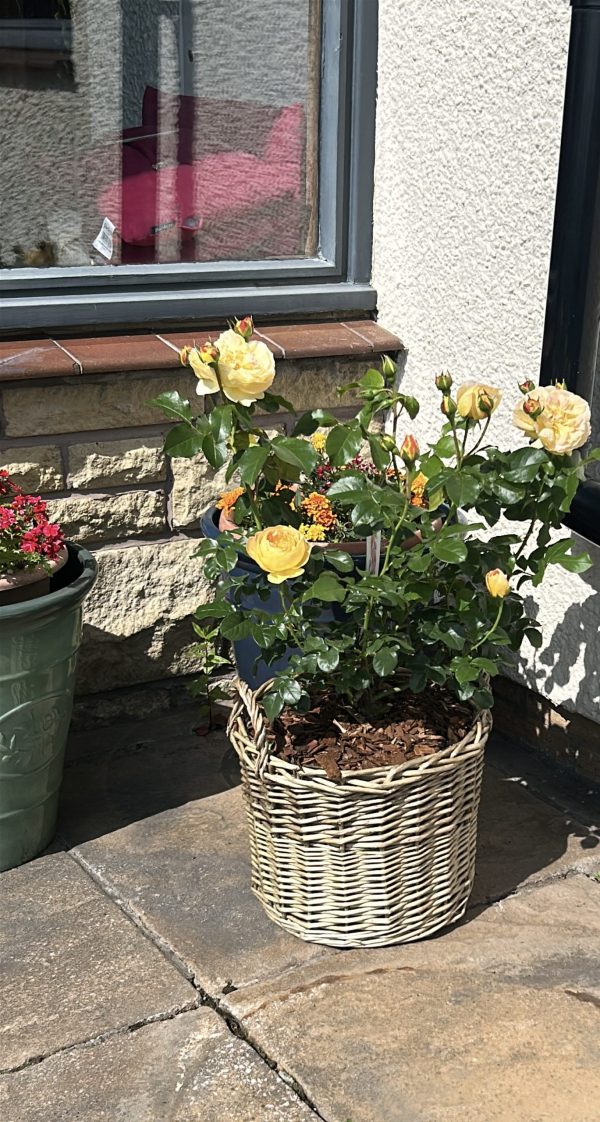 Scented Rose Gift In Memory Of Dad - English Roses Planted Basket