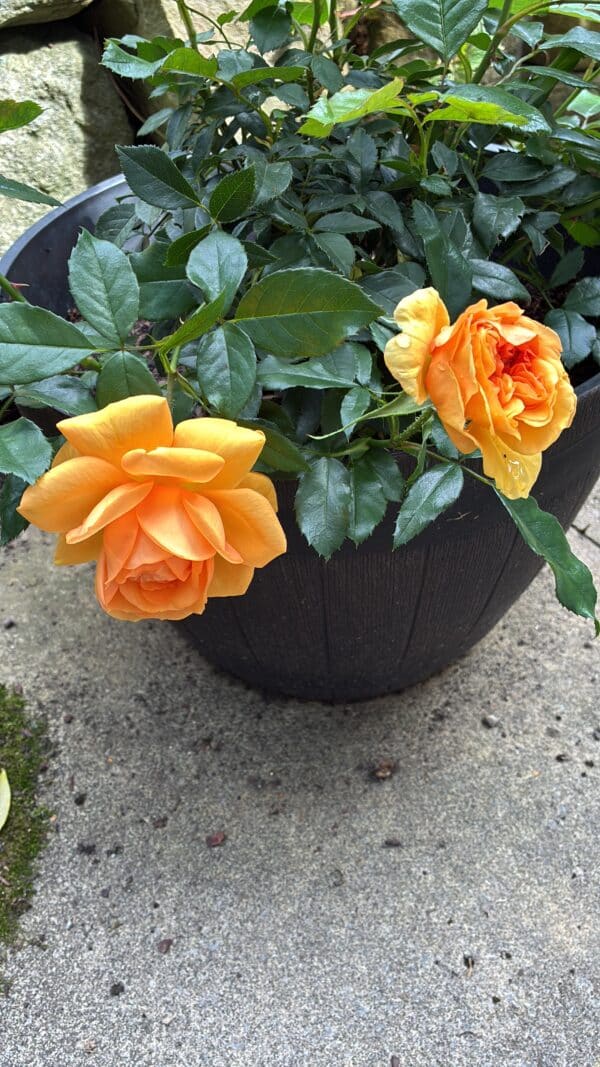 50th Anniversary Gifts - Golden Beauty Rose