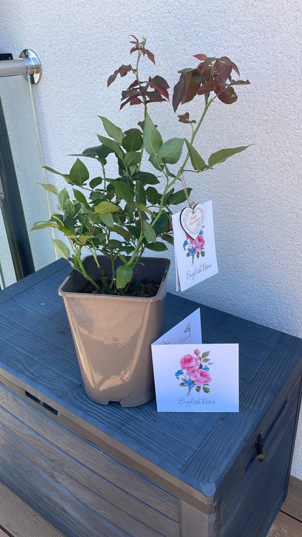 Glacier Magic Rose - 25th Wedding Anniversary Gift