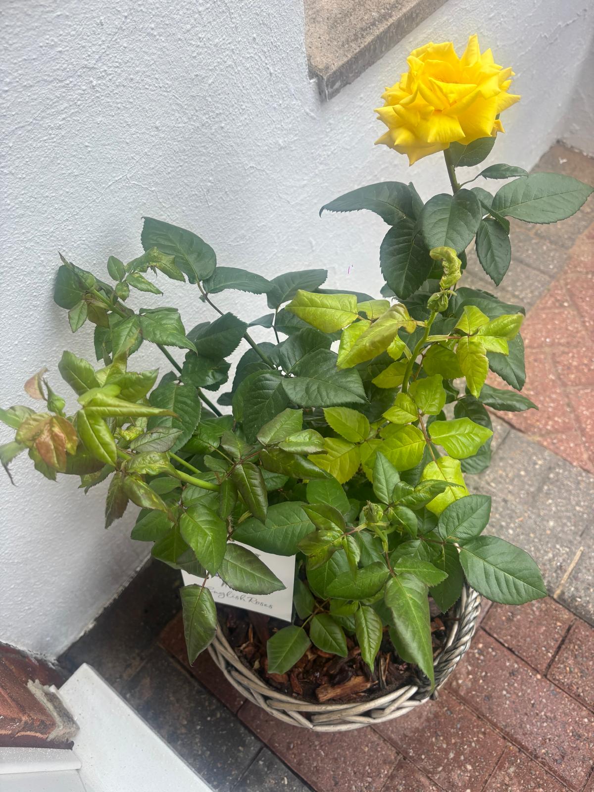 Large Willow Basket - Gift Plant Your Rose