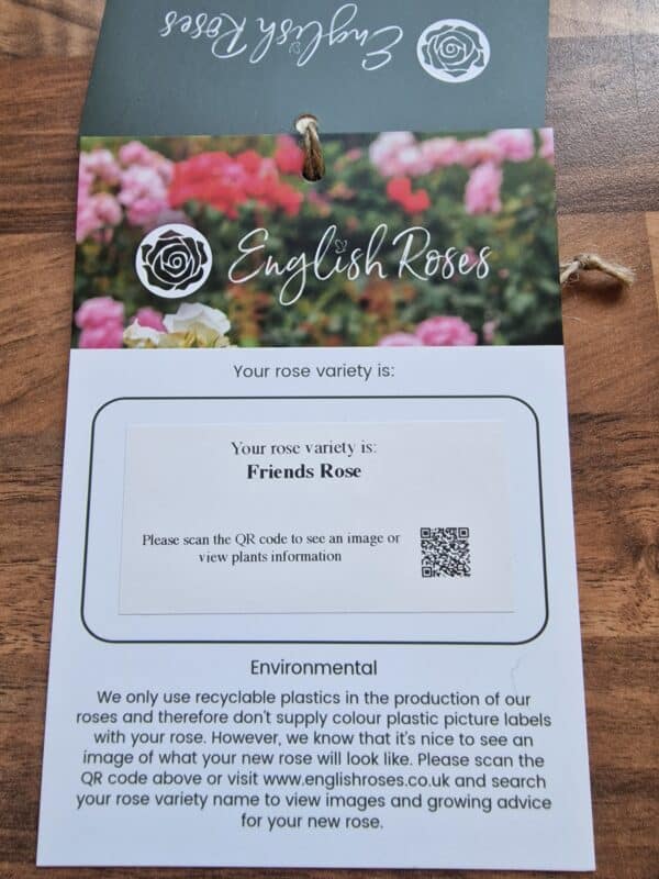 Friends Rose