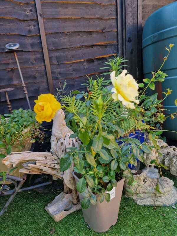 Friends Rose