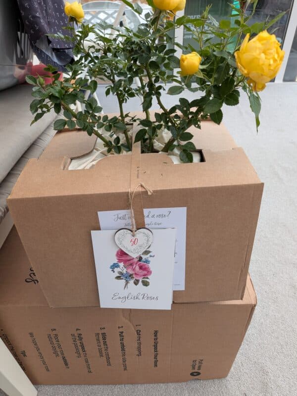 Golden Wishes Rose