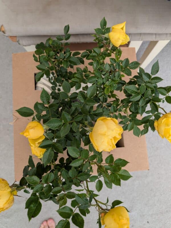 Golden Wishes Rose