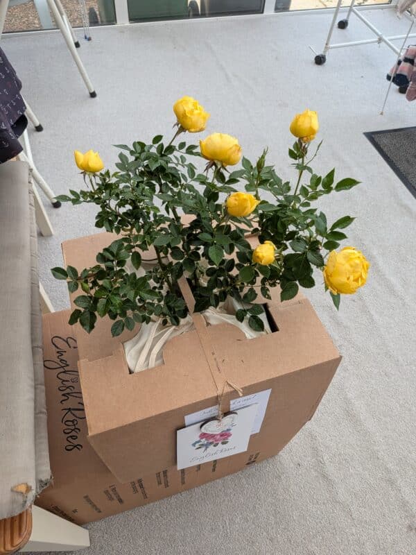 Golden Wishes Rose