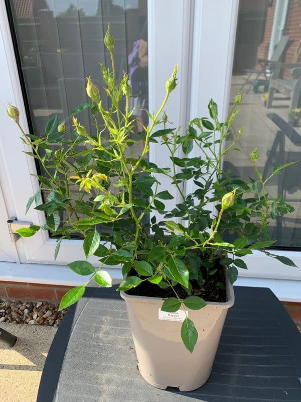 Bobby Dazzler Rose