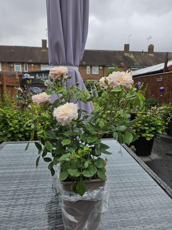 Fabulous Roses For 80th Birthday - Joie de Vivre Rose