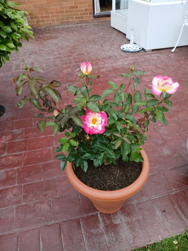 A Rose For Grandad on Father's Day - English Roses Gifts