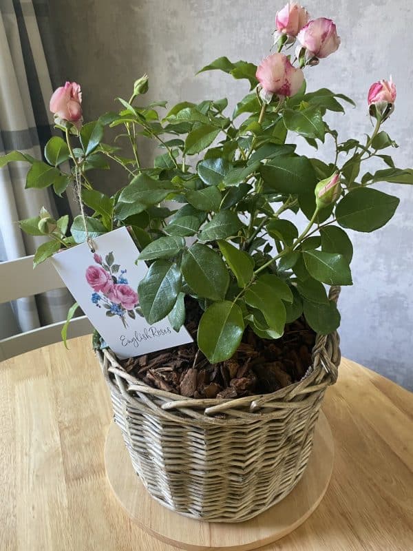 Pink Hit Rose - Loss of Mum Gift