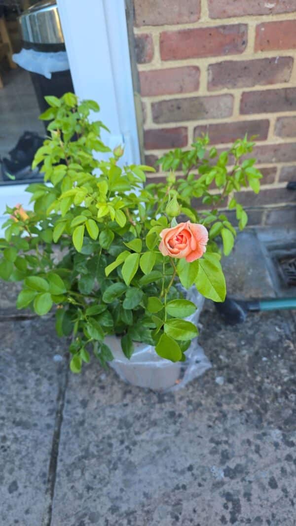 It's A Wonderful Life Rose