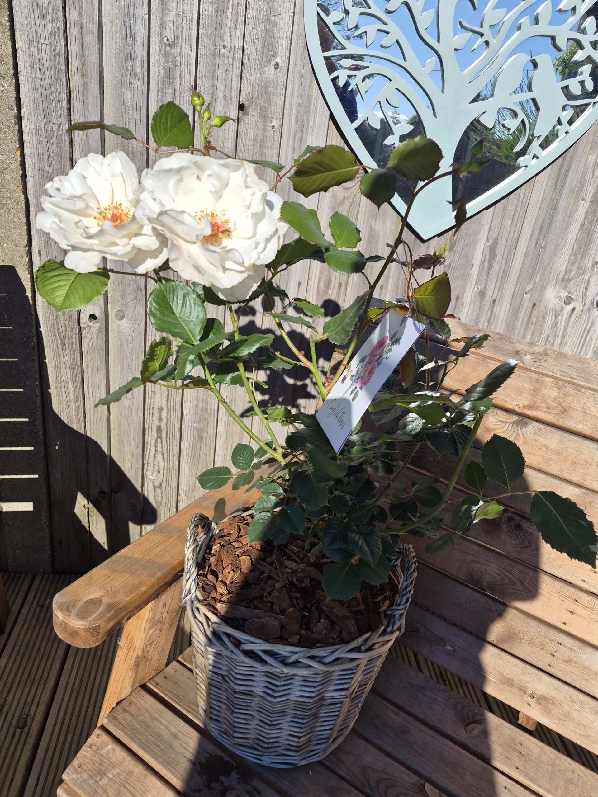 Large Willow Basket - Gift Plant Your Rose