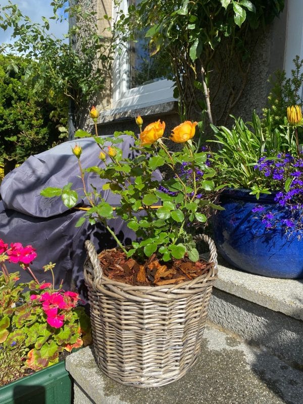 Gift Planted 70th Birthday Rose In Large Willow Basket