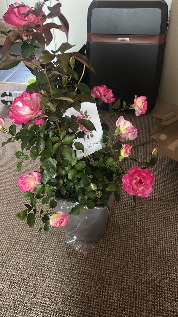 You're My Everything Rose