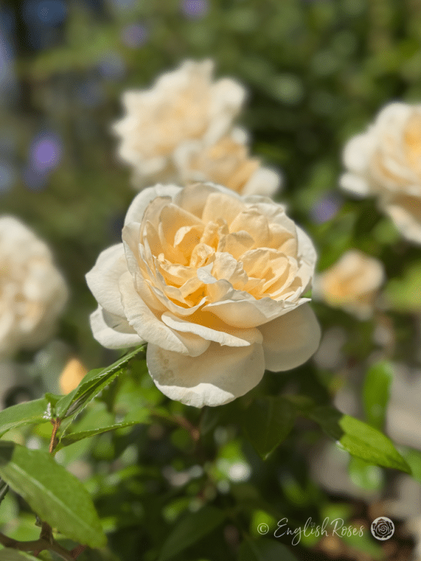 Champagne Moment Rose - 60th Birthday Rose