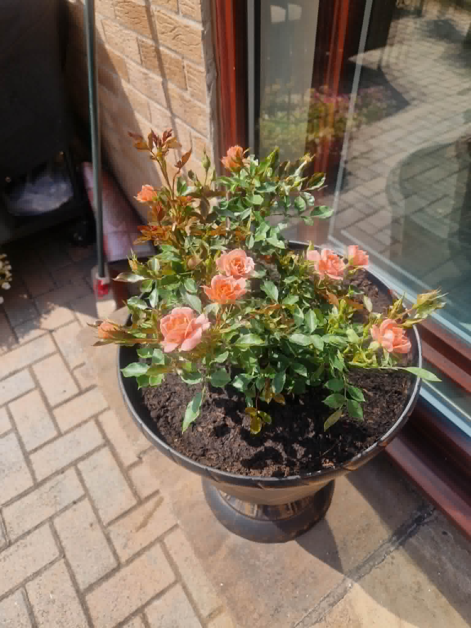 Flower Power Rose