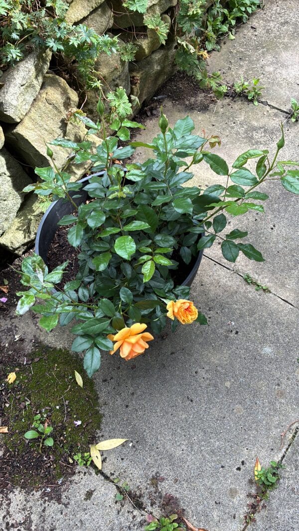 50th Anniversary Gifts - Golden Beauty Rose