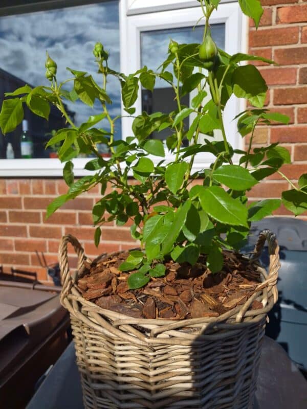 Gift Planted 80th Birthday Rose In Large Willow Basket