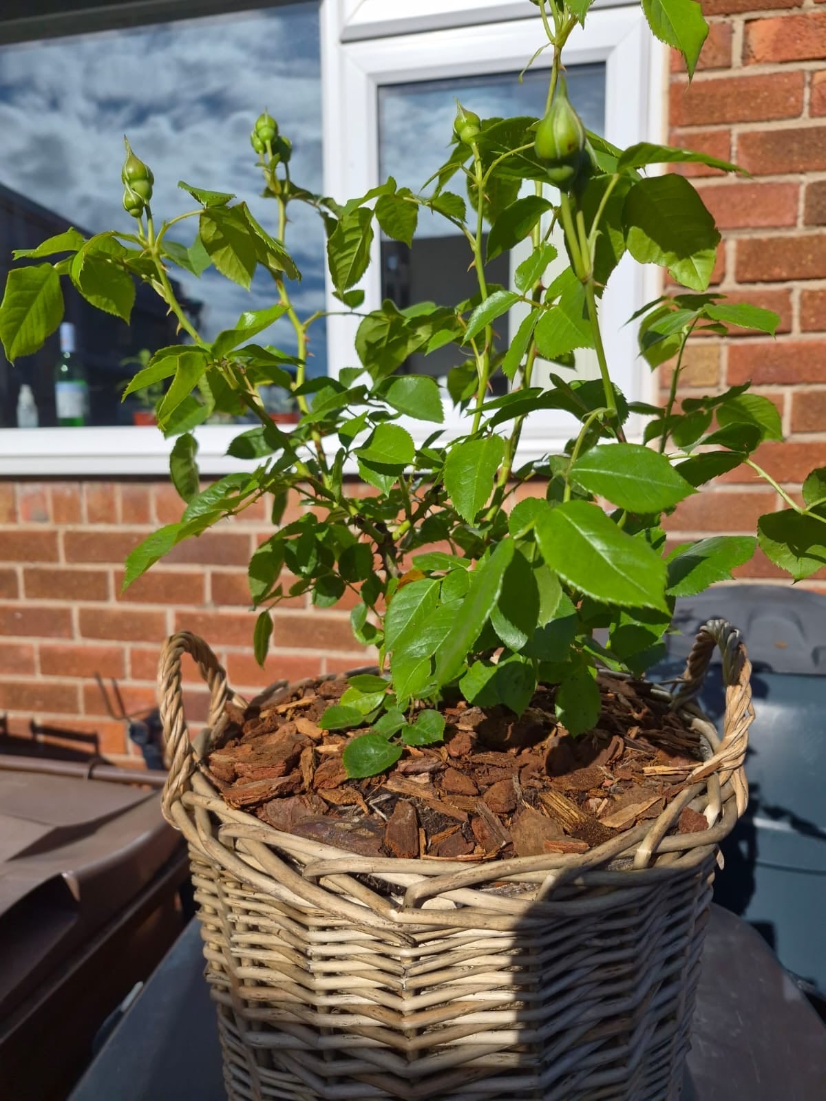 Gift Planted 80th Birthday Rose In Large Willow Basket