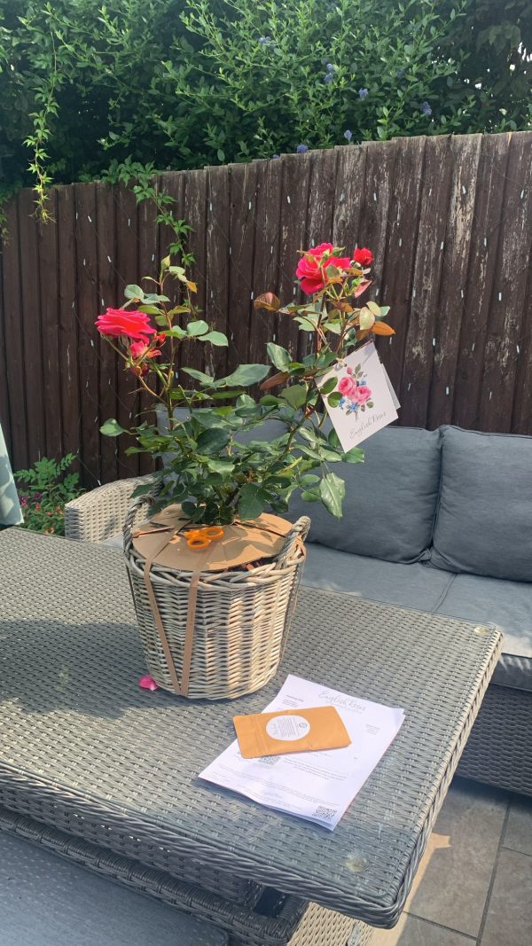 Large Willow Basket - Gift Plant Your Rose