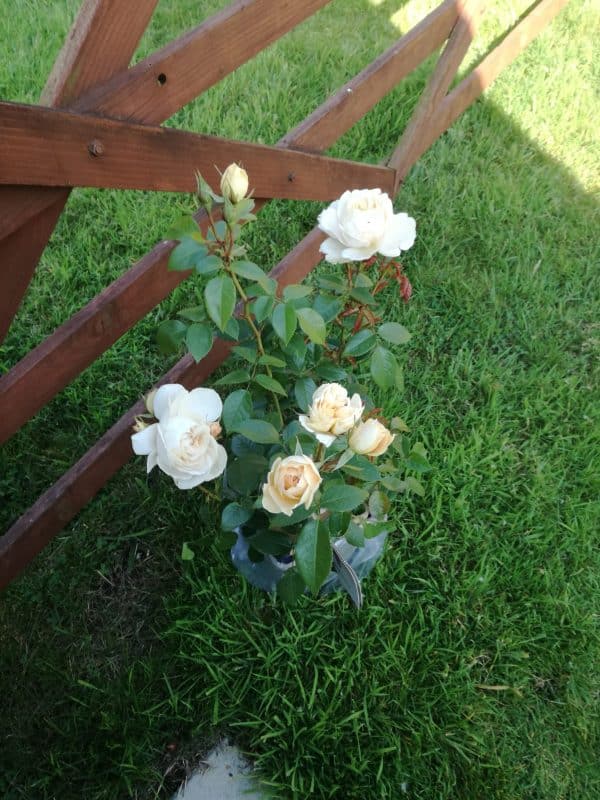 Champagne Moment Rose - 60th Birthday Rose