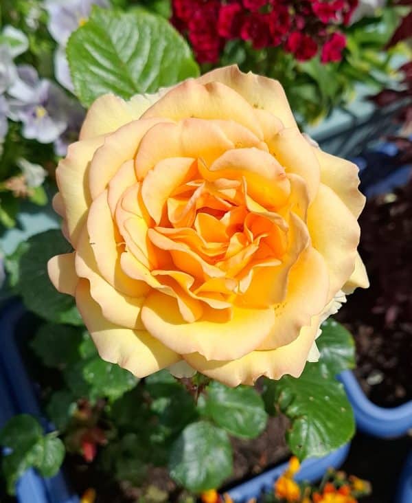 Happy Birthday Rose - 70th Birthday Rose