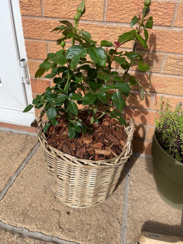 Large Willow Basket - Gift Plant Your Rose