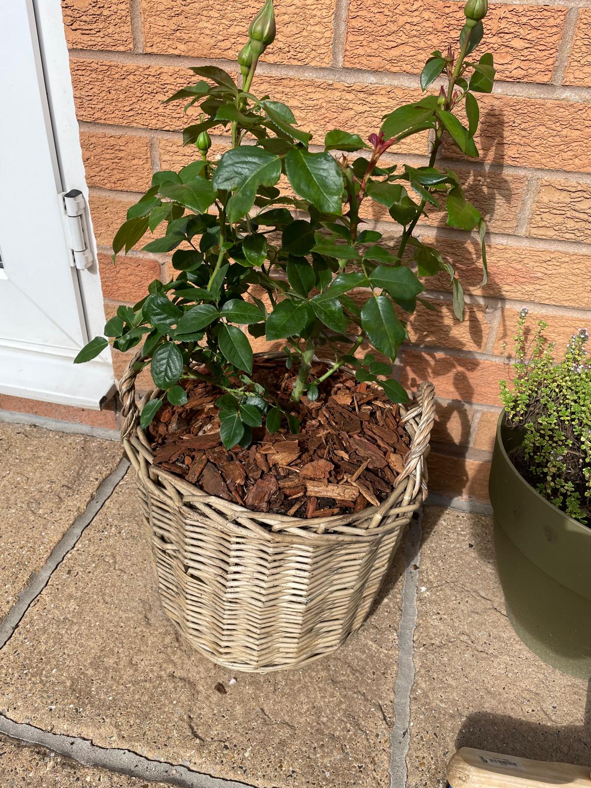 Large Willow Basket - Gift Plant Your Rose