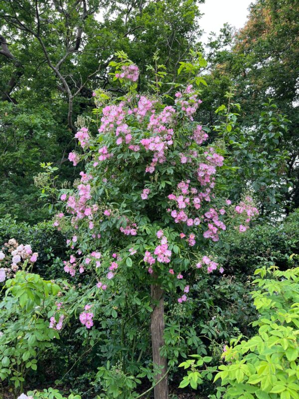 Pearl Anniversary Rose
