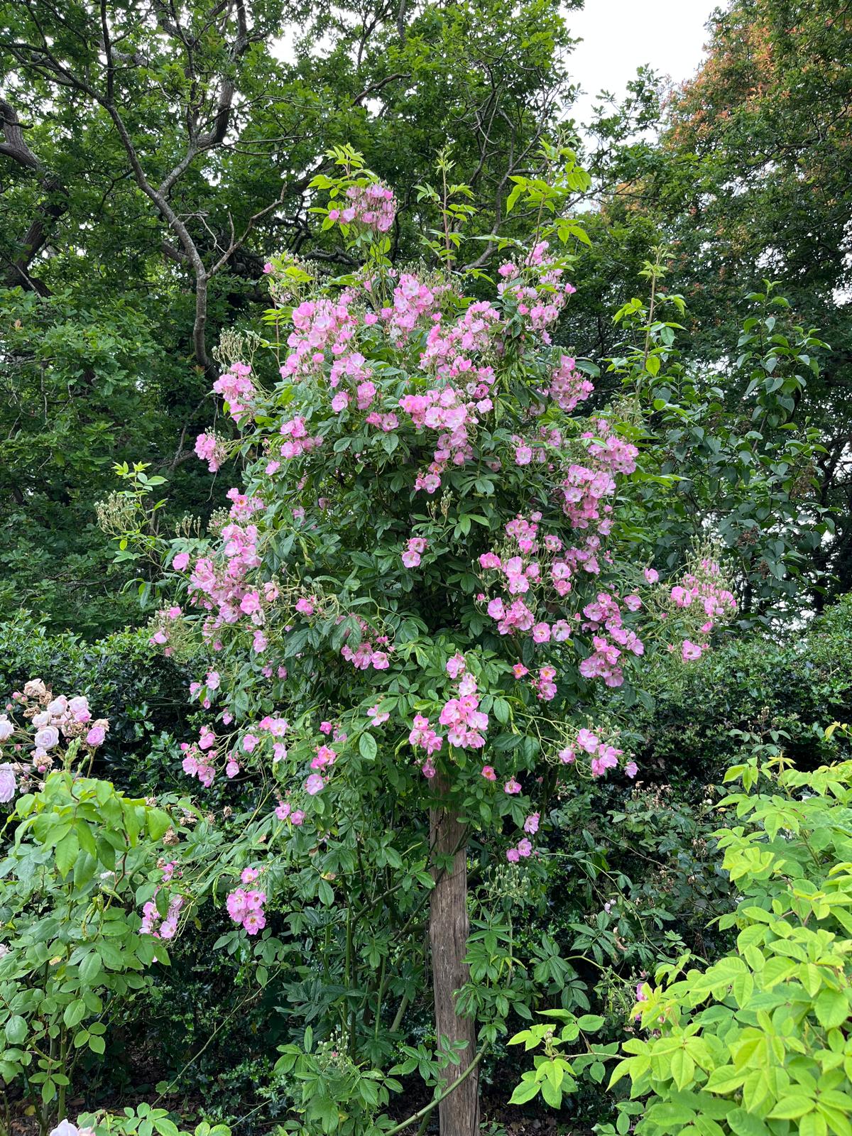 Pearl Anniversary Rose