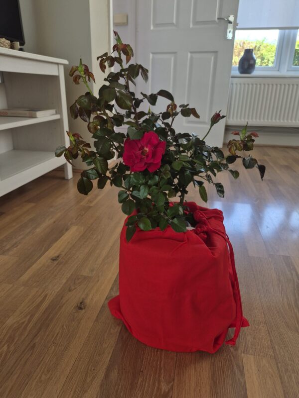 Ruby 40th Rose - 40th Birthday Rose