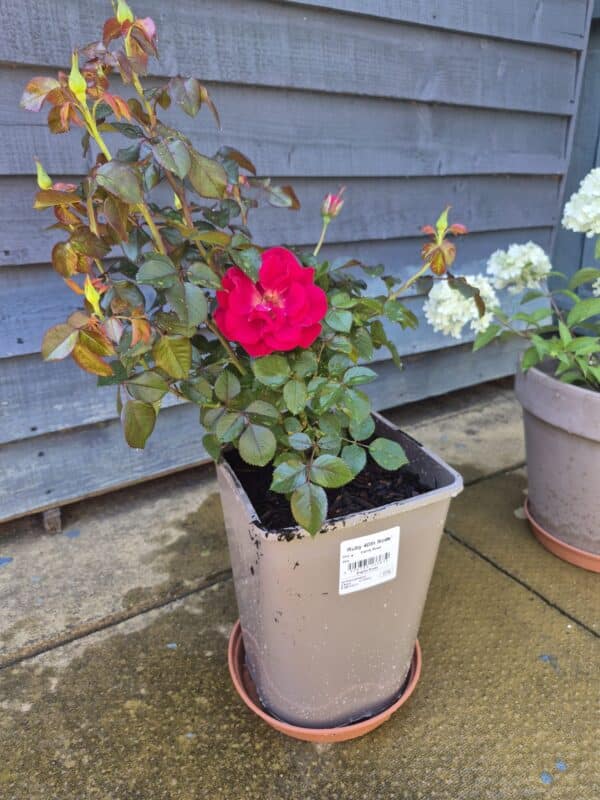 Ruby 40th Rose - 40th Birthday Rose
