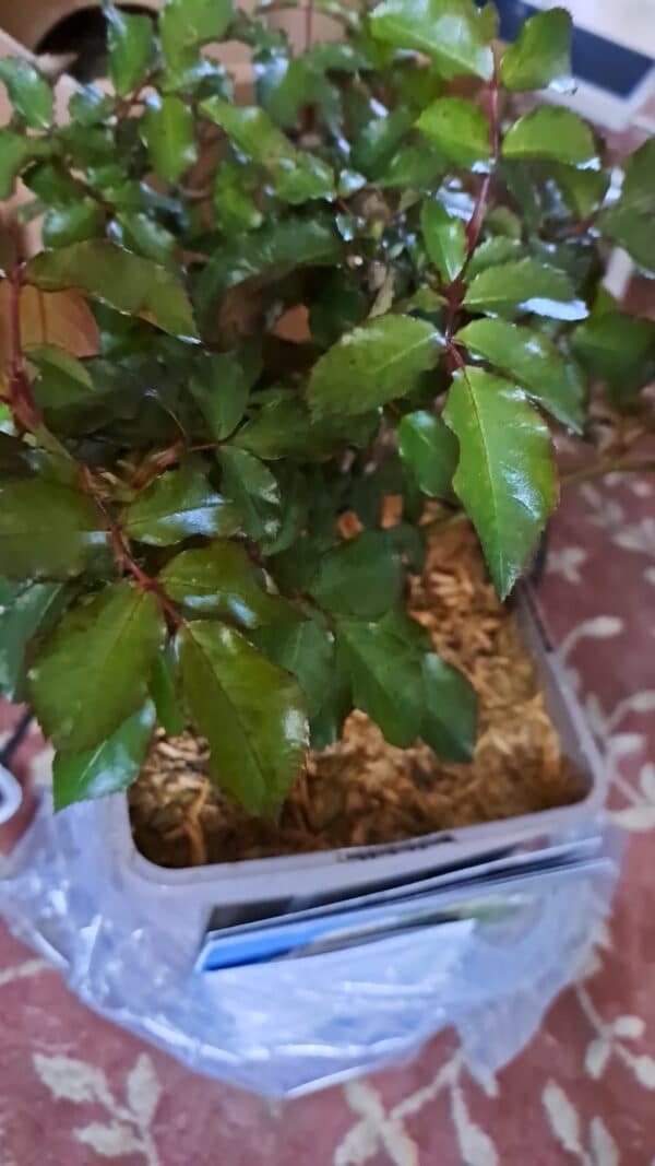 Fab @ 60 Rose - 60th Birthday Gift